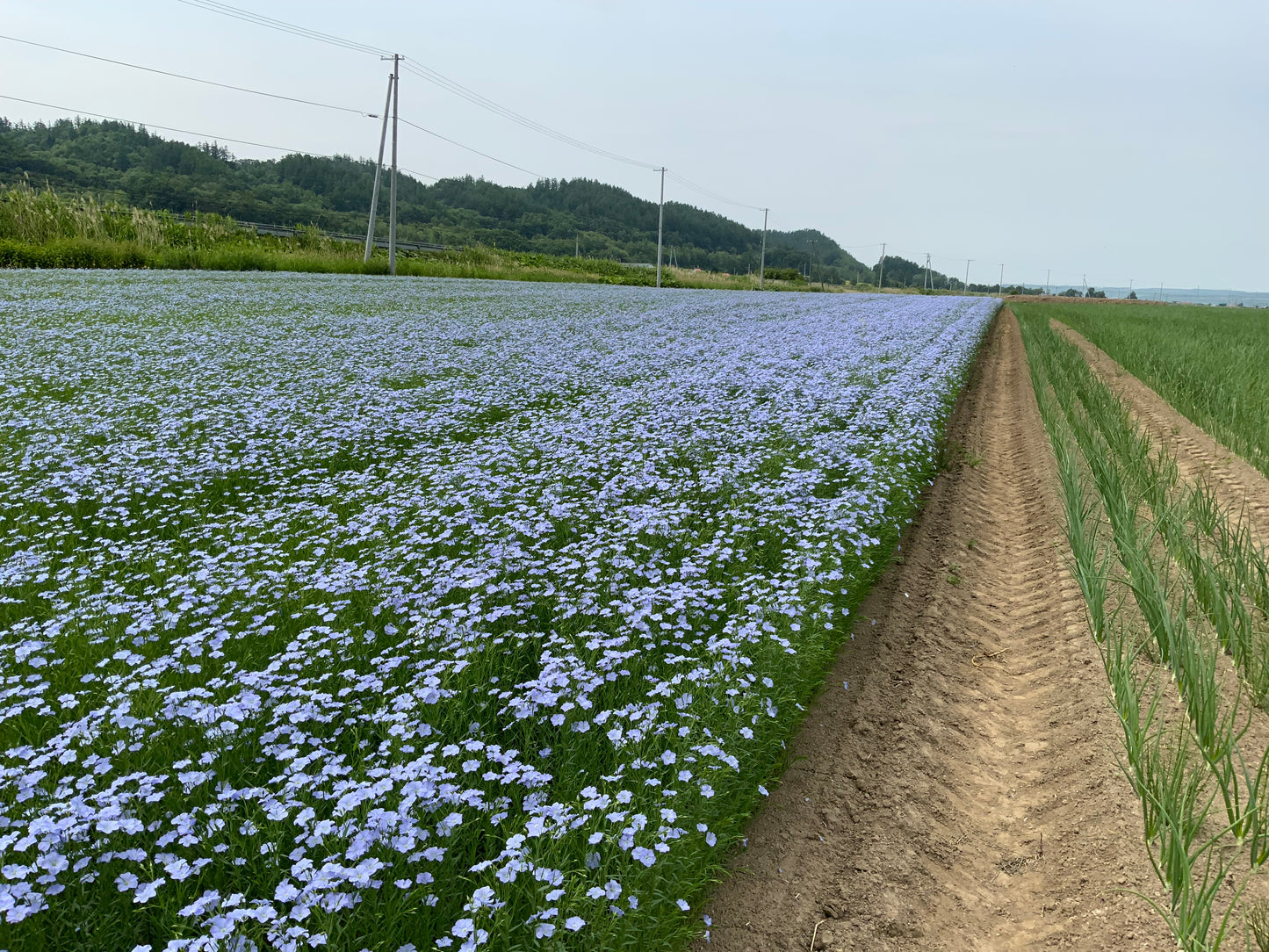 北海道産亜麻仁オイル入 n-3系脂肪酸(α-リノレン酸)十勝農家の和風たまねぎドレッシング 300ml×3本セット