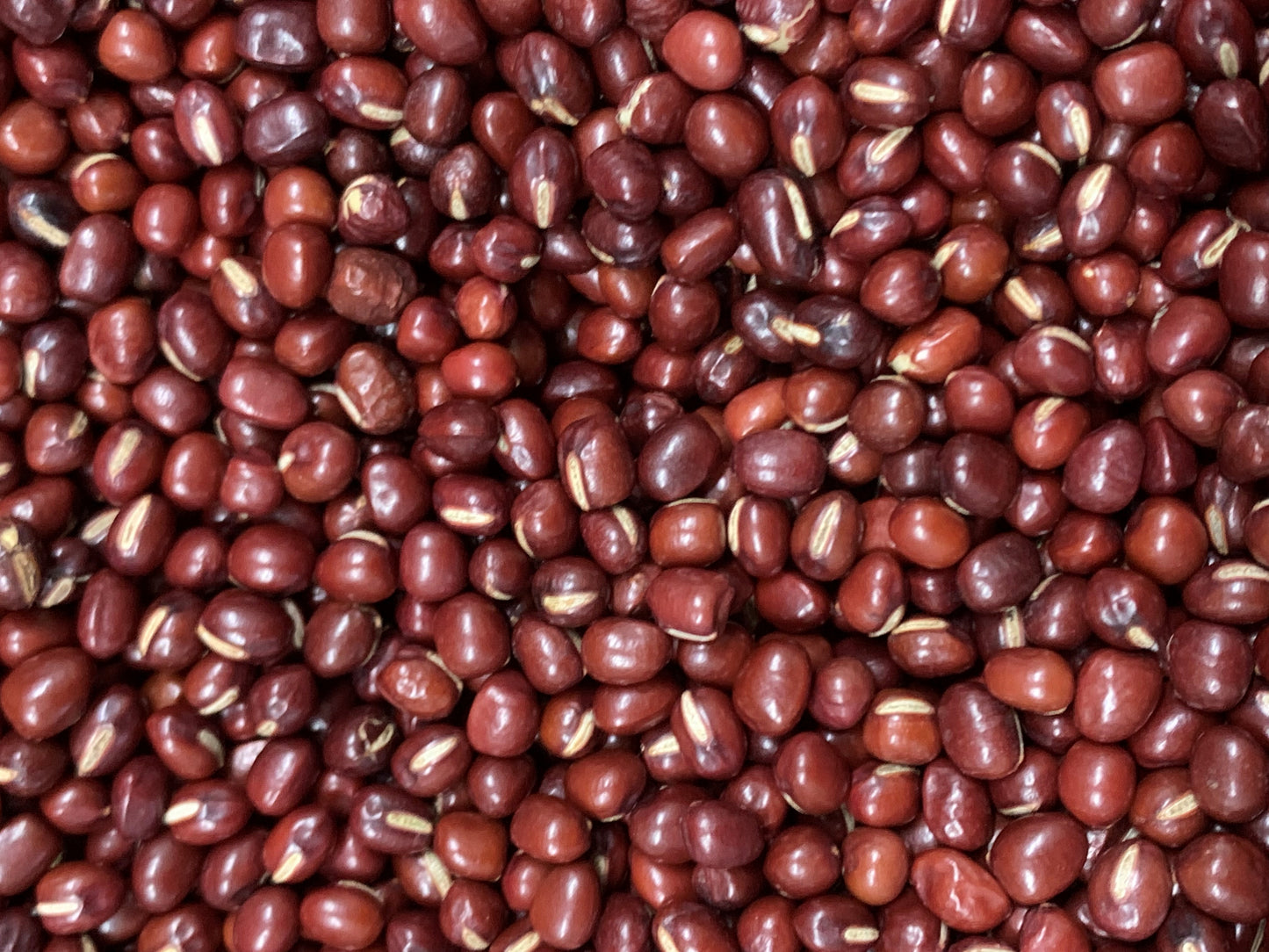 2025年度新豆 北海道十勝本別町産 大納言(とよみ大納言)300g