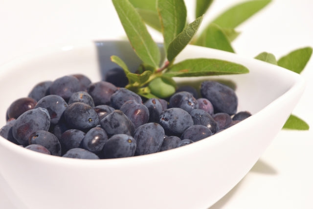 麹のめぐみ ハスカップ 24本入 (160g/本) 「生こうじ」で二段発酵・熟成させた「飲む麹」酒粕・砂糖不使用