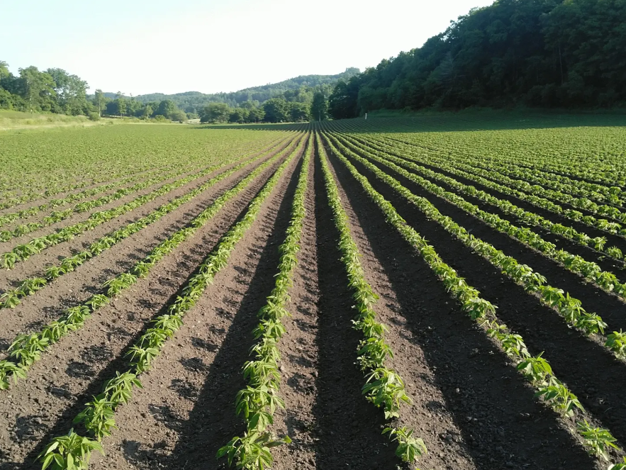 数量限定 2025年 北海道十勝本別町産 小粒大豆(ユキシズカ)オーガニック(有機)JAS認証 無農薬・化学肥料不使用 900g