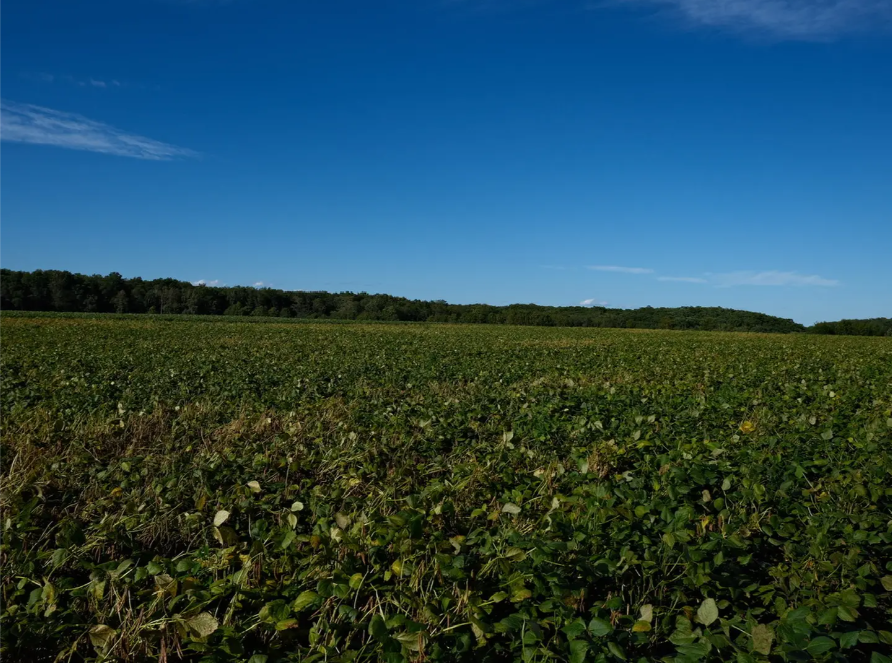 2025年度新豆 北海道十勝本別町産 有機小豆エリモショウズ オーガニック JAS認証 無農薬・化学肥料不使用 900g