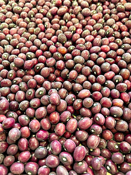 2024年度 北海道十勝産　さくら豆　450g