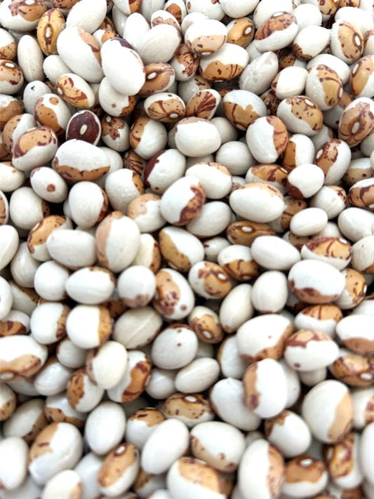 2025年度新豆　北海道十勝産　とら豆　450g