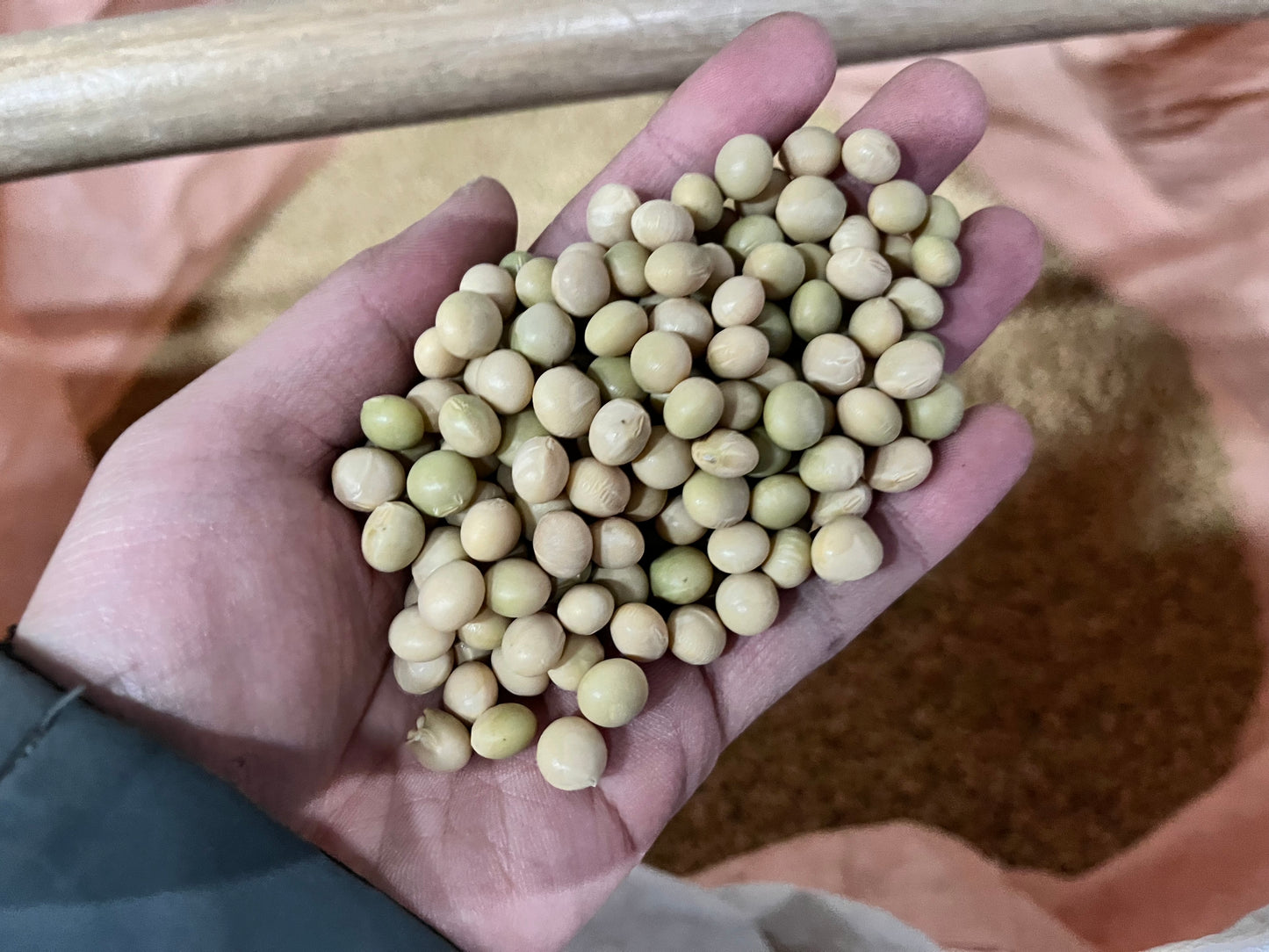 数量限定 2025年度新豆 北海道十勝本別町産　有機青大豆 大袖の舞 4kg  オーガニック JAS認証　無農薬･化学肥料不使用