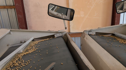 数量限定 2025年度新豆 北海道十勝本別町産　有機青大豆 大袖の舞 4kg  オーガニック JAS認証　無農薬･化学肥料不使用