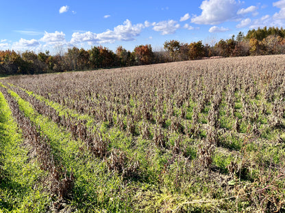 数量限定 2025年度新豆 北海道十勝本別町産　有機青大豆 大袖の舞 4kg  オーガニック JAS認証　無農薬･化学肥料不使用