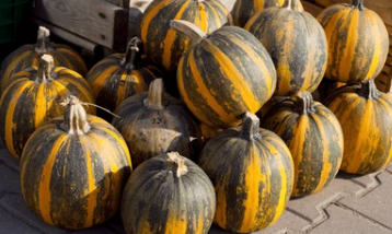 北海道十勝産 ペポカボチャの種　50gx2袋セット（865円/袋）