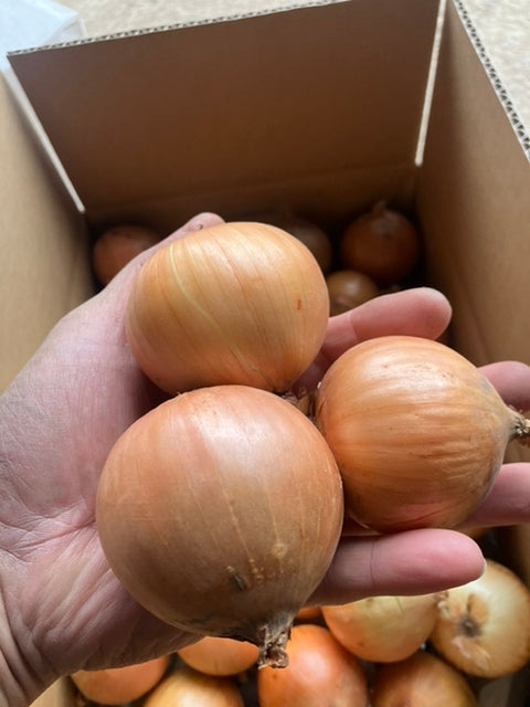 北海道本別町　山下農場　 S玉 北もみじ2000　10kg　