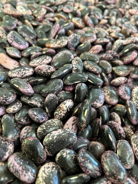 2025年度新豆 北海道十勝産　紫花豆　450g